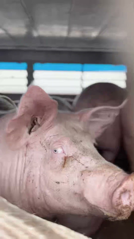 Pig Covered in Scratches Inside a Slaughterhouse Truck at Vigil