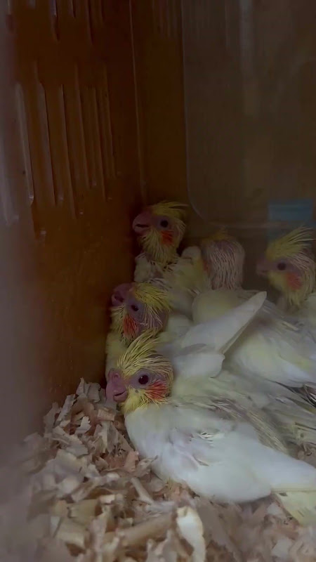 Baby Cockatiel Birds at pet market