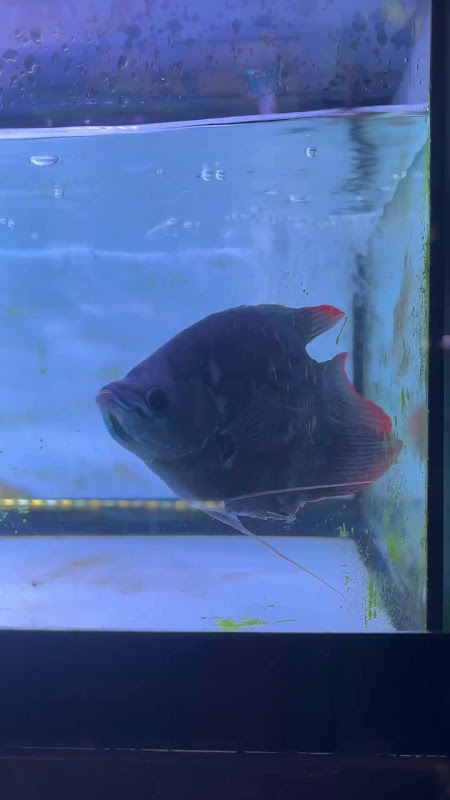 Red-Tailed Giant Gourami Fish For Sale