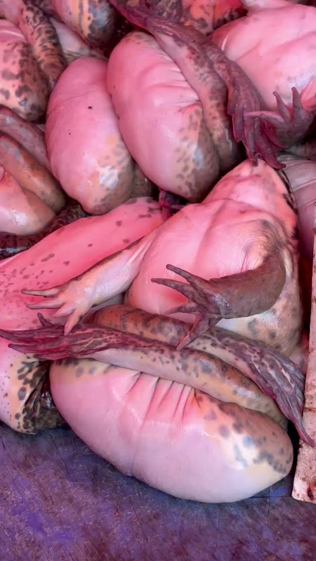 Live Frogs Suffering At Food Market