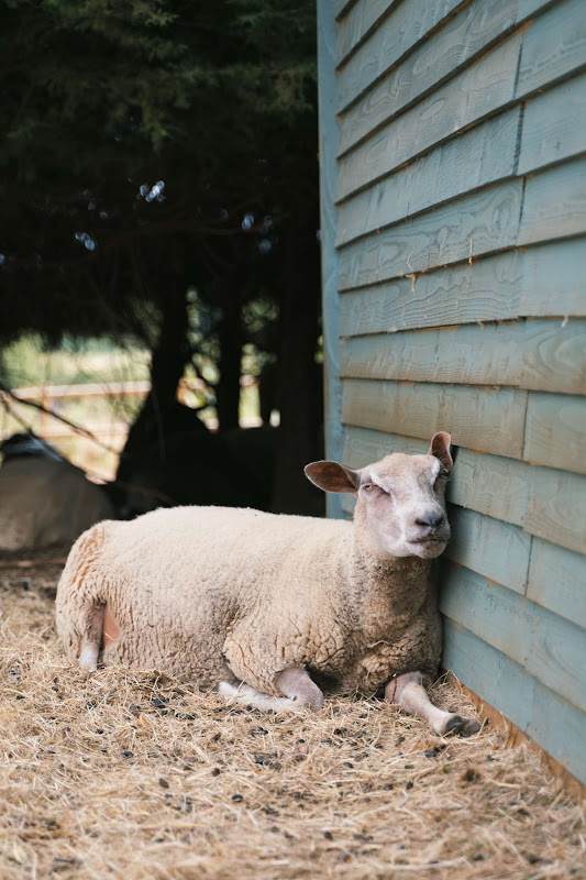 Sheep In The Shade
