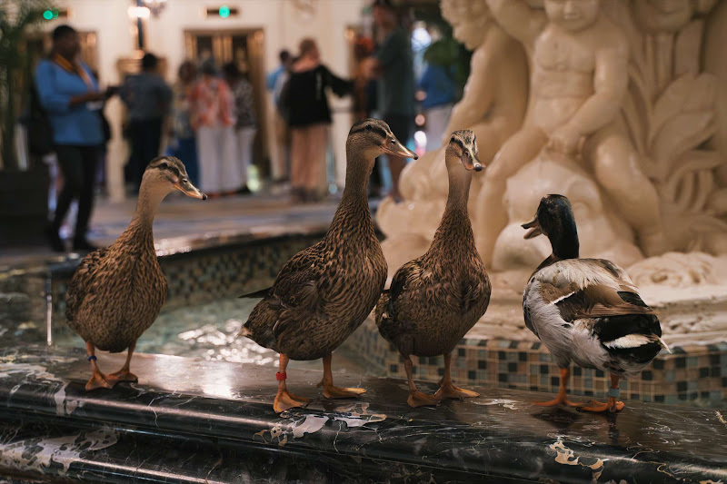 Ducks Kept In Hotel Fountain