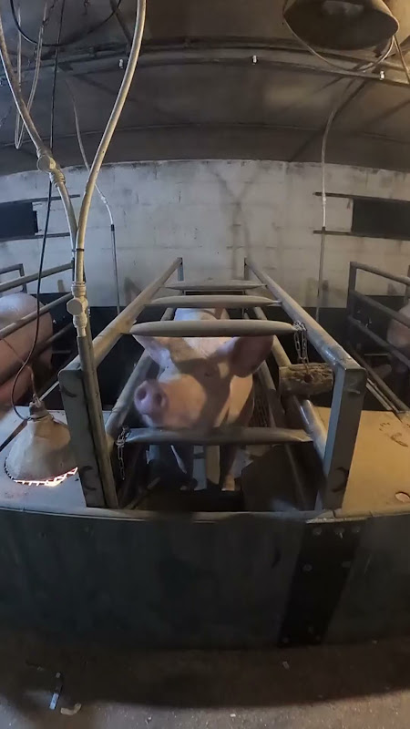Mother pig in farrowing crate