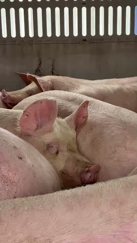 Tired Pig Inside a Slaughterhouse Truck at Vigil