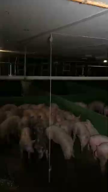 Pig Pen Showing Hanging Chain Enrichment