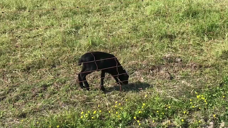 A Black Lamb