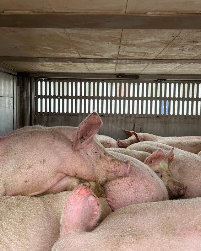 Pig Rests Chin on Another Pig Inside a Slaughterhouse Truck at Vigil