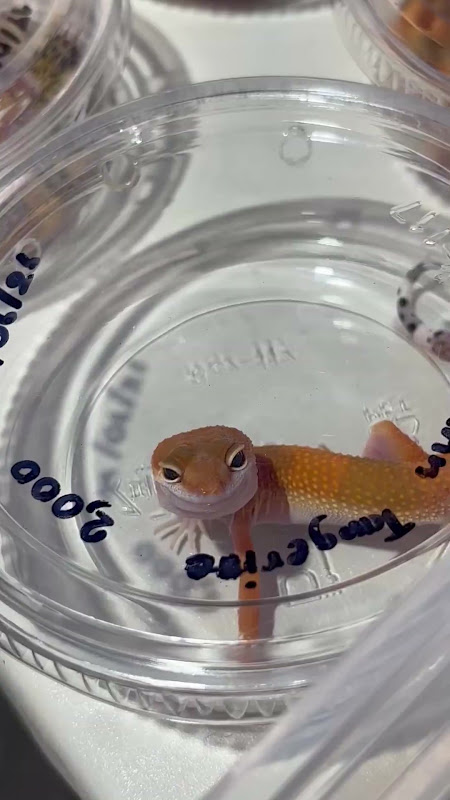 Gecko In A Plastic Tub At Pet Market
