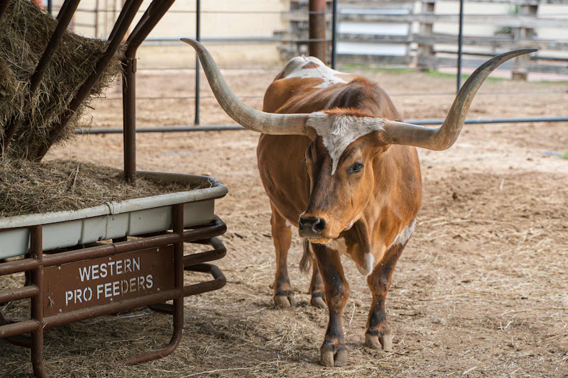 Long Horn Cow