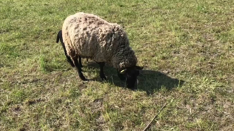 18-05 | Sheep Farm - Olomouc, Czech Republic