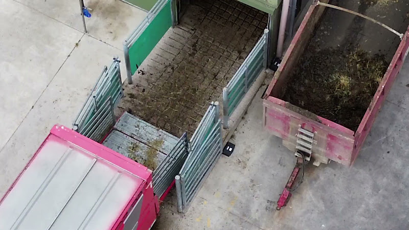 Lame Dairy Cows Unloading - Above View