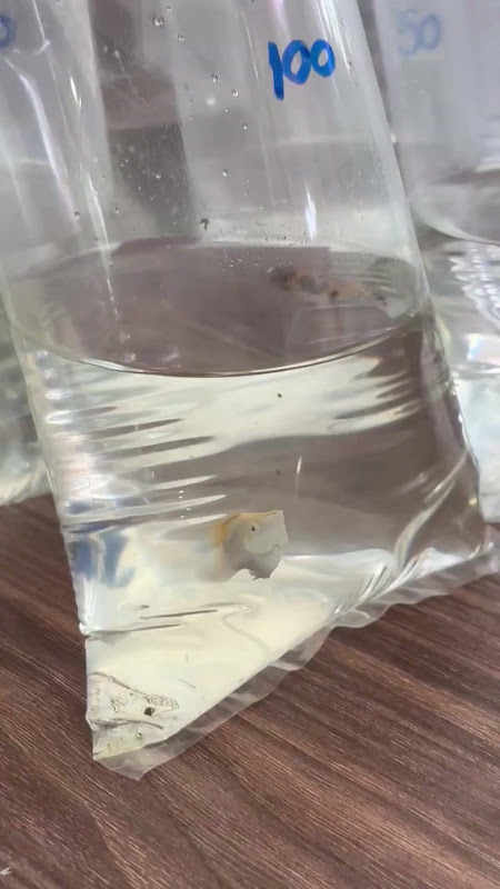 Ballon Molly Fish In Plastic Bag