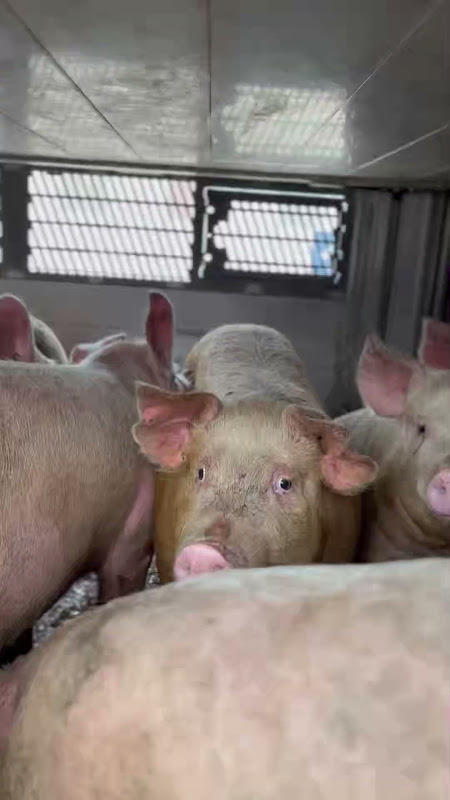 Pigs Inside a Slaughterhouse Truck at Vigil