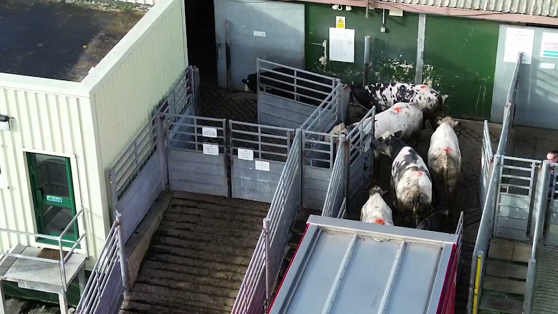 Cows unloading and entering lairage