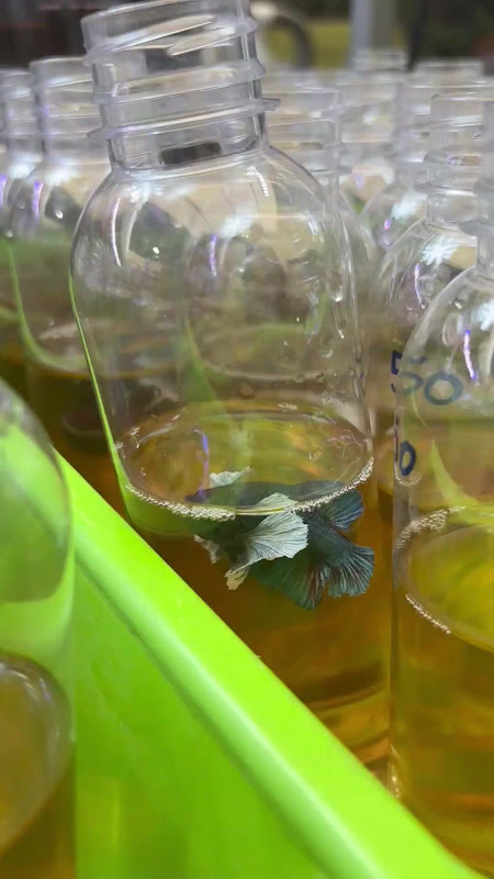 Betta Fish in bottles at pet market
