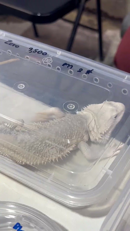 Bearded Dragon For Sale At Pet Market