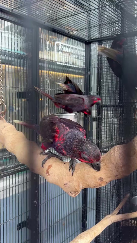 Dusky Lory Birds At Pet Market