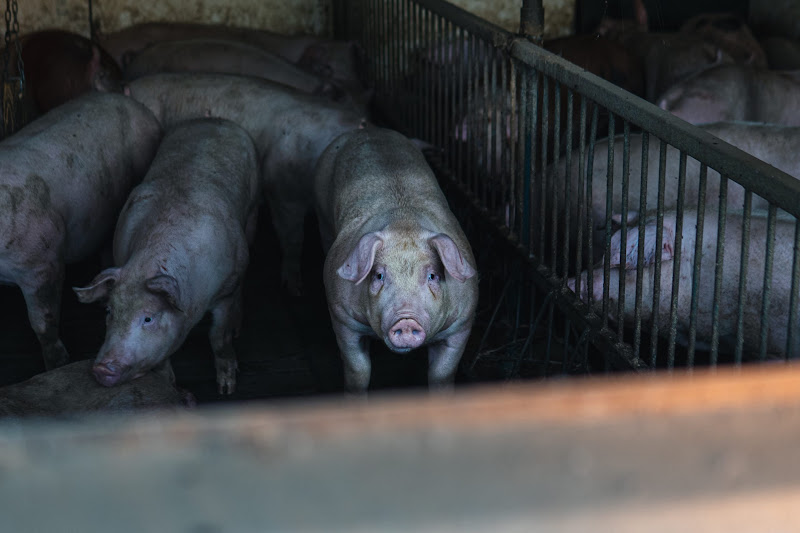 Pigs inside a shed on UK farm