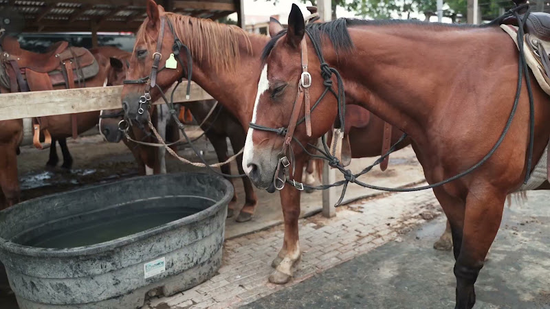 Horses Wait To Be Ridden By Tourists