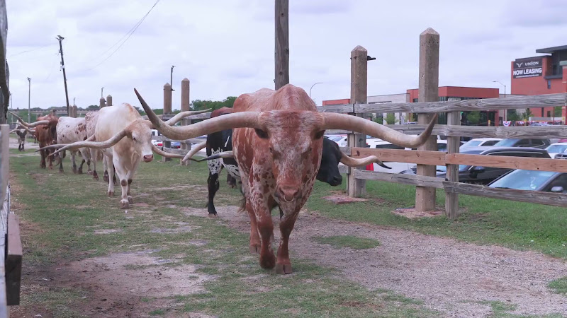 Longhorn Cows Make Their Way To The Street For Cattle Drive
