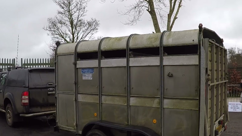 Dairy Cow in truck on the way into a slaughterhouse in the UK - February 2024