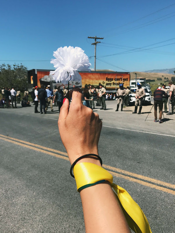 Activist Holds a Flower Outside Of Egg Farm