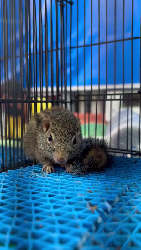 Squirrel For Sale In A Cage