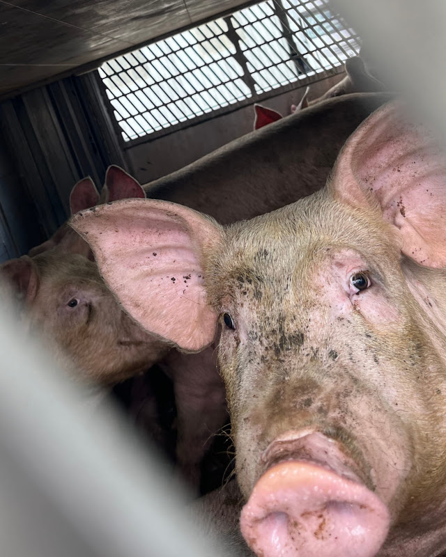 Pigs Inside a Slaughterhouse Truck at Vigil