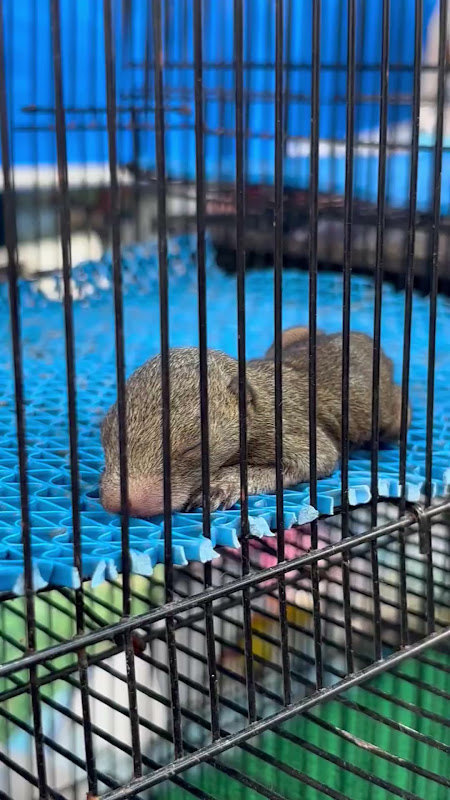 Baby Squirrel Caged At A Pet Market