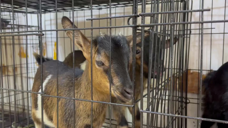 Baby goats in a cage at pet market