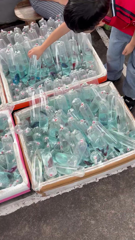 Wide Shot Of Fish Being Sold In Plastic Bags