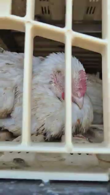 Chickens receiving compassion from activist "We See You"