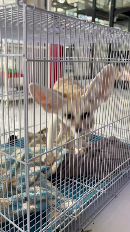 Fennec fox in a cage at pet market