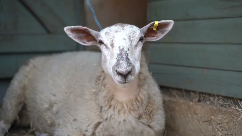 Sheep Close-Up