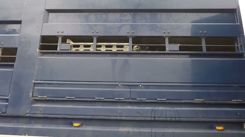 Dairy Cows in truck on the way into a slaughterhouse