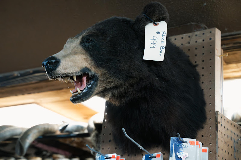 Taxidermy Black Bear Head