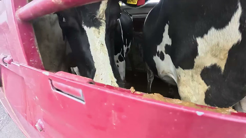 Cows in transport trailer 