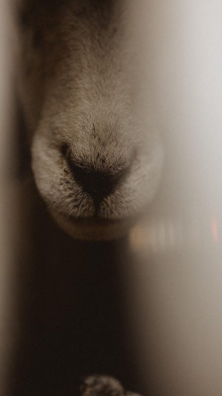 26-05 | Sheep Slaughterhouse