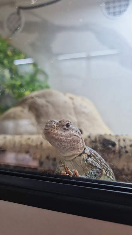 Lizard waiting to be sold 