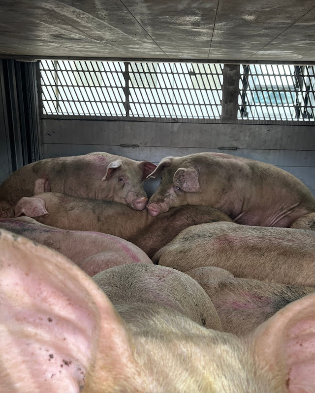 Two Pigs Comorting Each Other Inside a Slaughterhouse Truck at Vigil