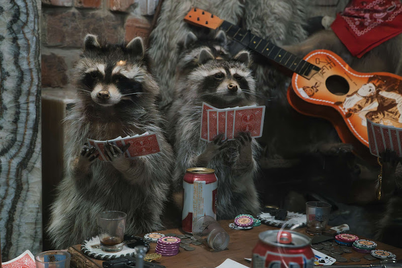 Taximdery Racoons