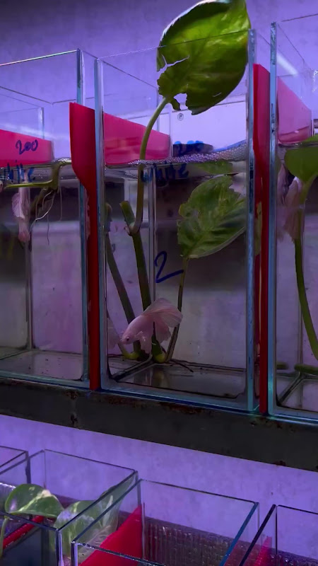 Betta Fish At Pet Market