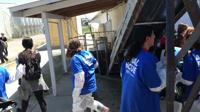 DXE Activists Attempting To Enter Chicken Barn