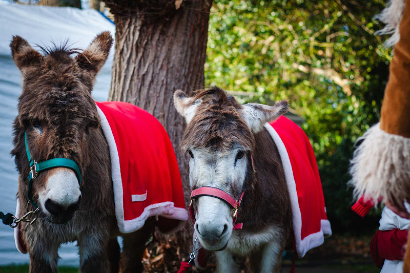 Donkeys dressed up for Christmas market