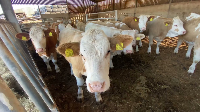 Beef Cows Inside Barn
