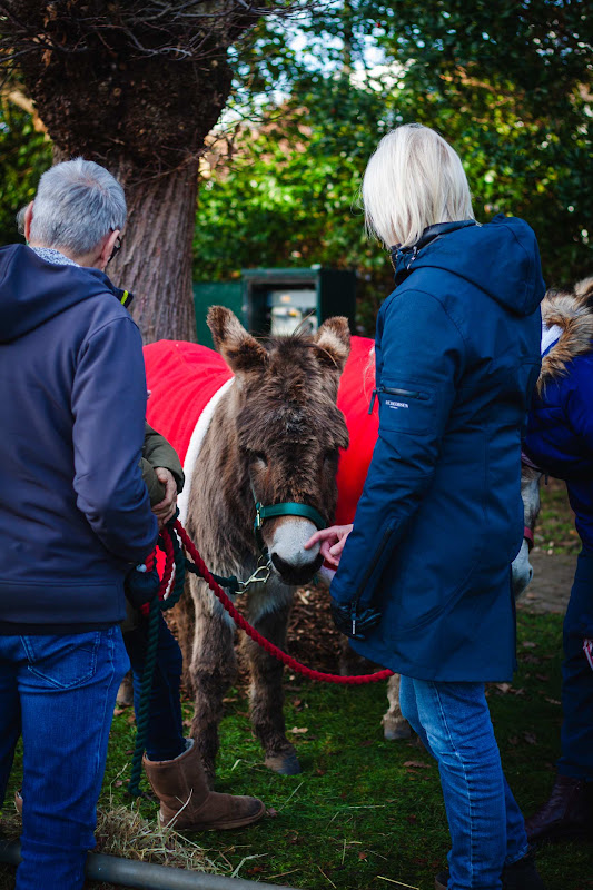 Donkey dressed up for Christmas market
