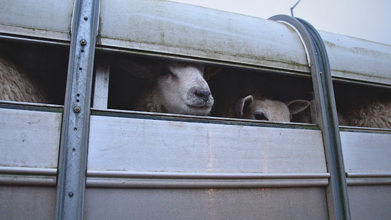 Sheep in Truck at Auction 