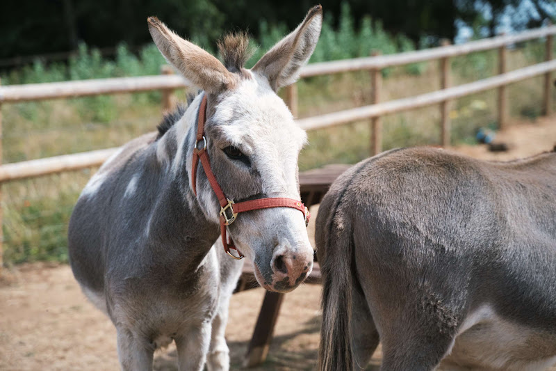 Donkey