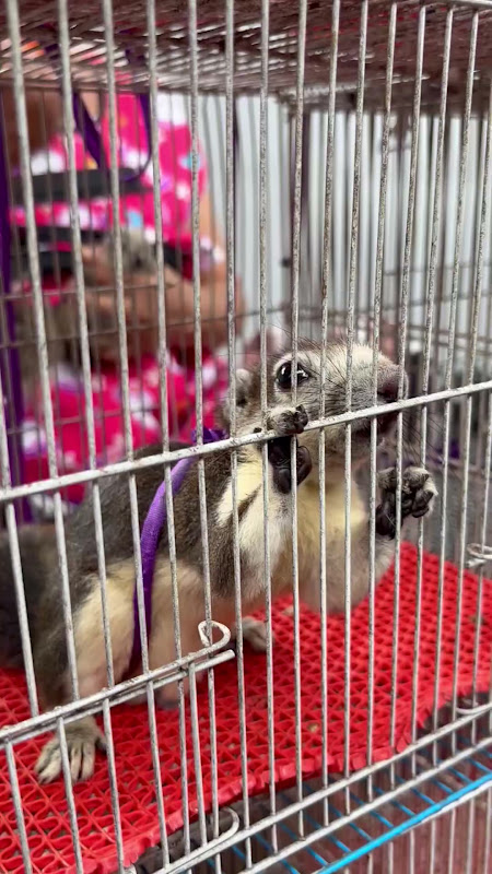 Caged squirrel