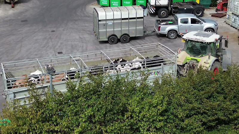 Dairy Cows in Open Top Trailer - Reveal Shot